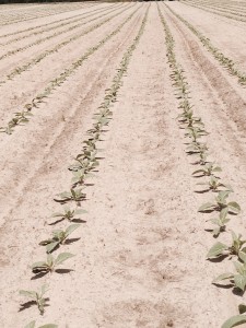 Cover photo for Tobacco Insect Scouting Report, May 15 2015