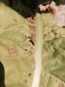 Cover photo for Tobacco Insect Scouting Report, August 14 2015