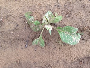 Cover photo for From the Field-Agronomy Notes