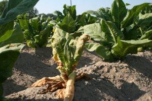 Cover photo for Thrips Flight and TSWV Risk Assessment Report – May 30, 2018