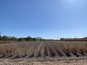 Cover photo for Soybean Variety Performance in the NC Mountains