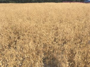 Cover photo for Grain Pea Production in North Carolina