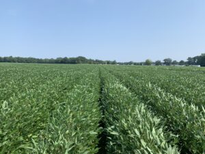 Cover photo for 2020 NC Soybean Yield Contest Results Announced