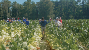 Cover photo for Organic Commodities Field Day | August 4, 2021 | Goldsboro, NC