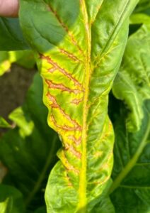 picture of tobacco leave with rust-colored veins from tswv infection